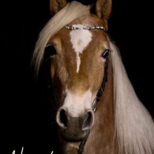 Diamond Painting- Ab sofort unsere "Newada" als Diamond Painting.  Jetzt stöbern und losglitzern!